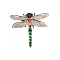 Lifelike Dragonfly Stuffed Animal by Hansa